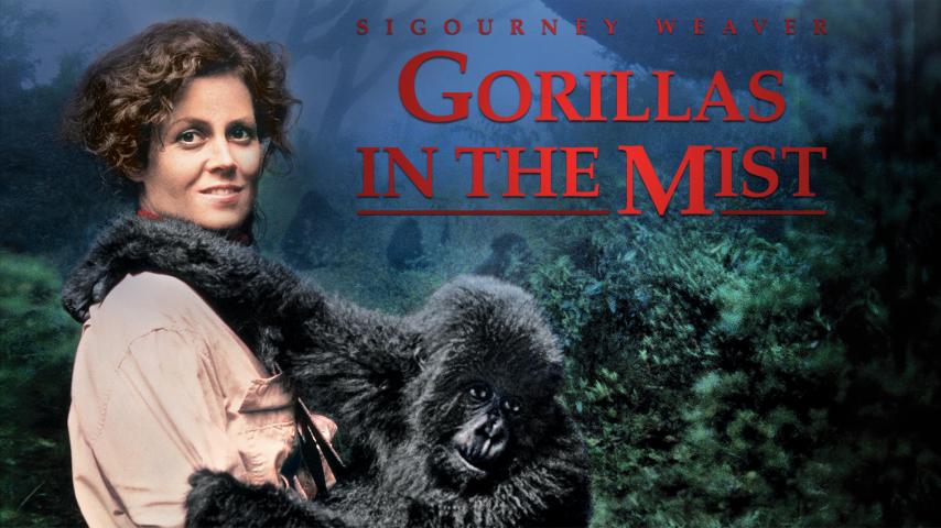 فيلم Gorillas in the Mist 1988 مترجم